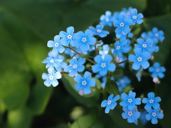 Forget-me-nots aid in balancing the throat chakra