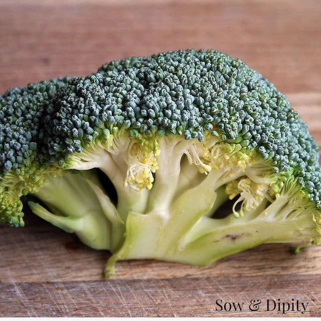 Broccoli boosts immune system