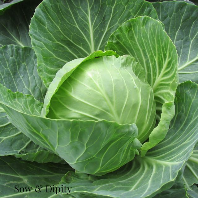 Fermented cabbage aids in gut health where many of our immune cells live.