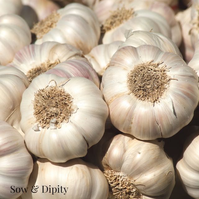 Grow Garlic for a healthy immune system